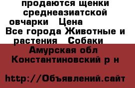 продаются щенки среднеазиатской овчарки › Цена ­ 30 000 - Все города Животные и растения » Собаки   . Амурская обл.,Константиновский р-н